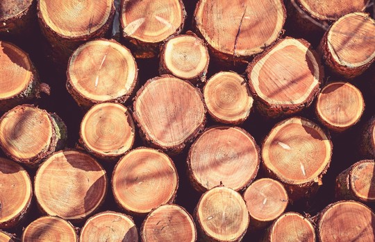 České dřeviny jsou využívané k nejrůznějším účelům. Víte, k čemu je vhodný smrk, nebo k čemu se využívá dub či buk?