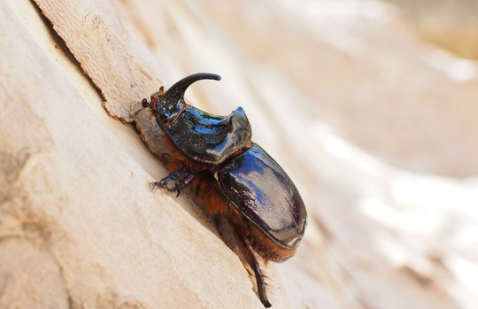 Dřevokazný hmyz vám může sežrat střechu nad hlavou. Jak se proti němu bránit?